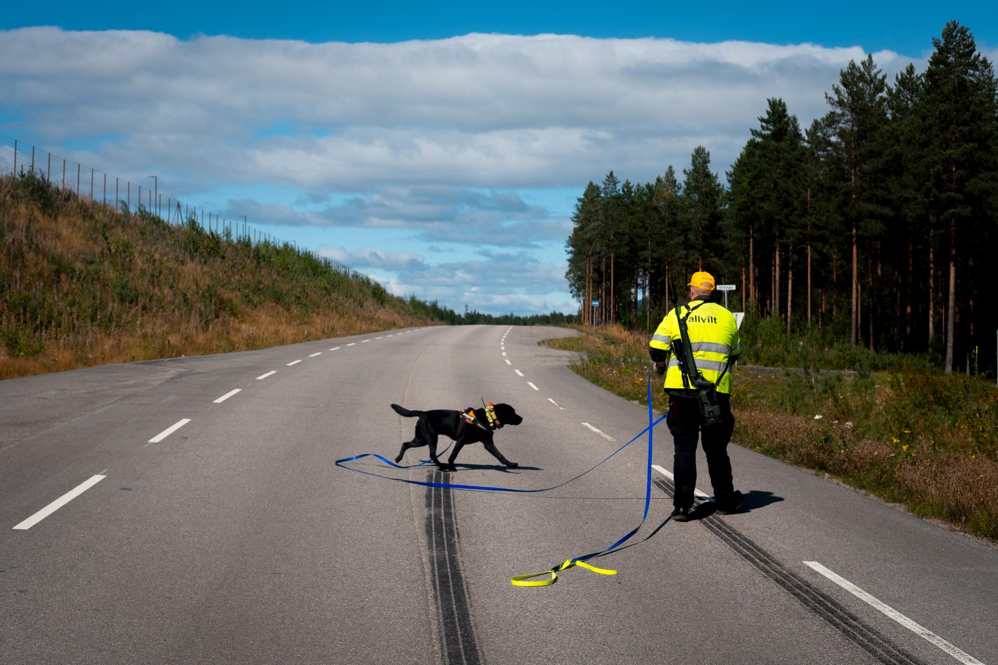 Rådyrkillingen ble kun tre måneder: – Dette er virkelig dyreplageri