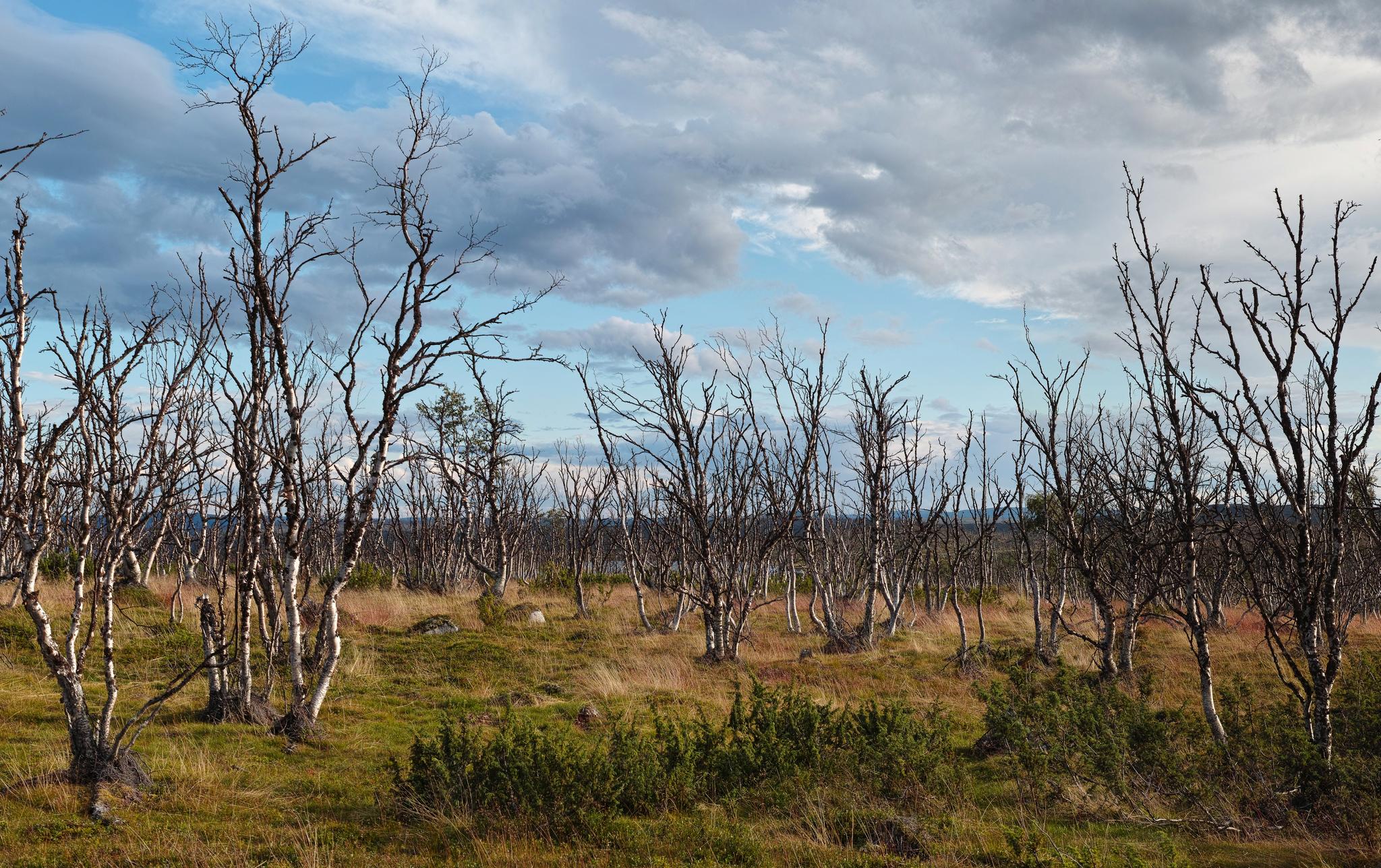 Et varmere klima førte til at larvene til sommerfuglarten brun høstmåler forårsaket omfattende skogdød over hundrevis av kvadratkilometre i Finnmark.