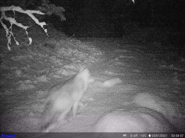 Ulven Lucky fotografert av viltkamera nær Markhusvatnet i Hyllestad natt til sist søndag. Jegerne håper spor i snøen skal bidra til at ulven blir felt.