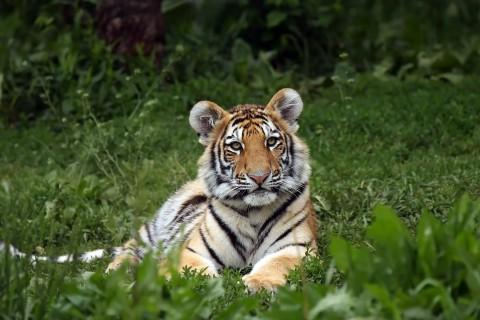 Tigeren er et fabelaktig kattedyr. Dessverre liker mange å ha dem på gulvet som tepper og som potensmedisin. Heldigvis steg antallet tigre på verdensbasis for første gang på 100 år i 2016.
