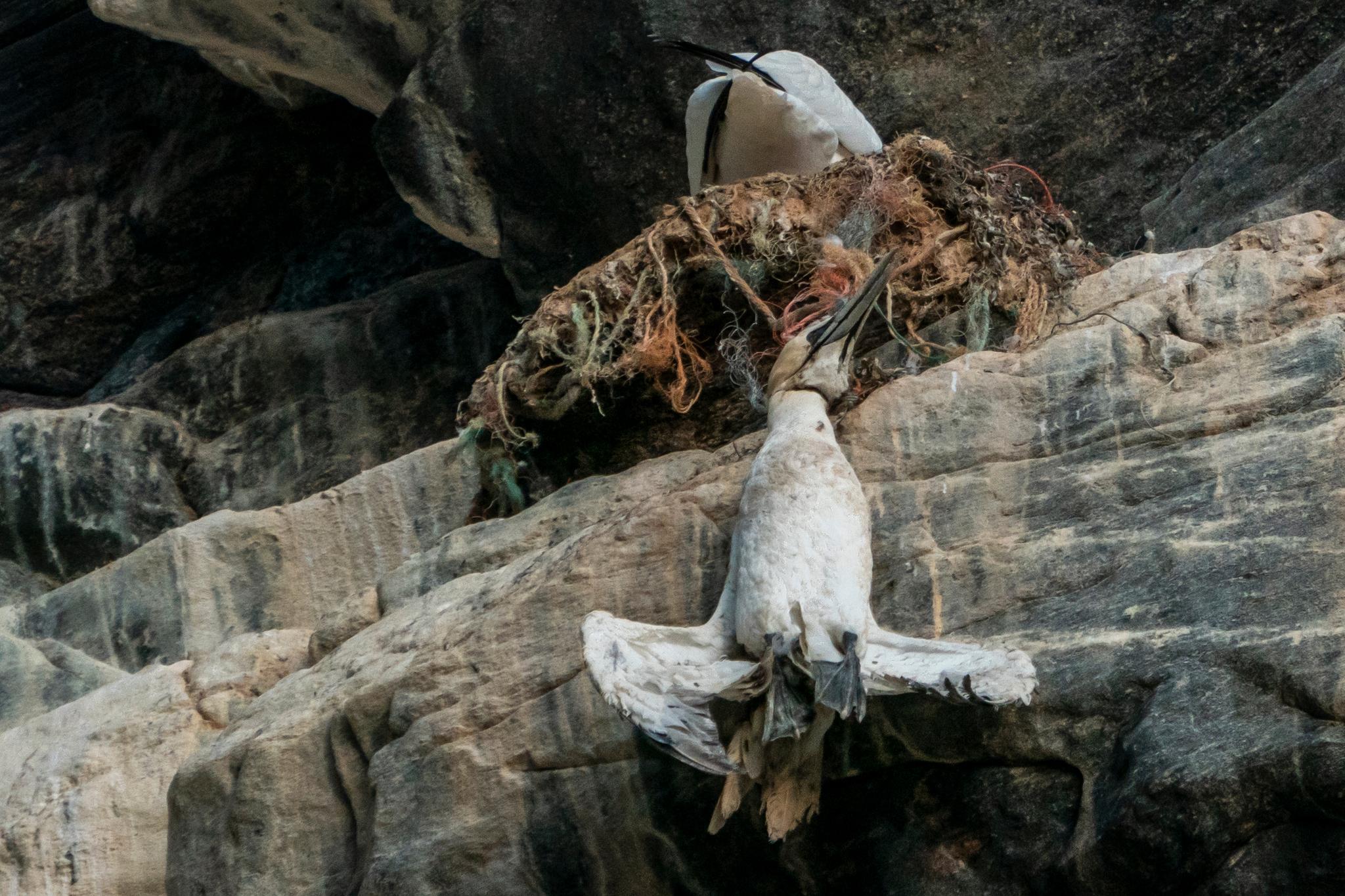 En havsule kvalt i tauverk av plast som den har bygget rede i fuglefjellet med. Plastsøppel langs kysten er en stor trussel mot dyrelivet også i Norge.