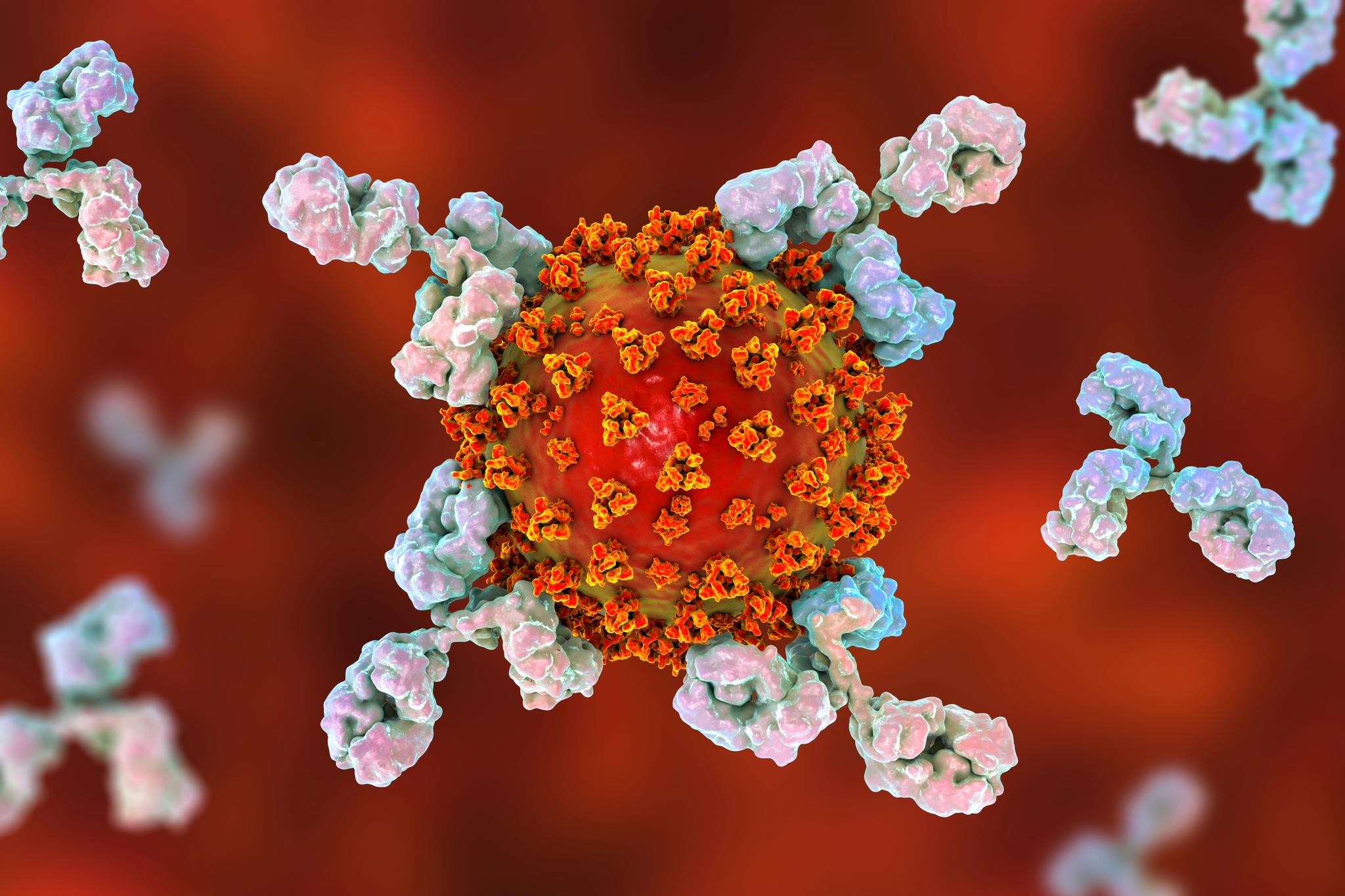 Antistoffer er viktige i beskyttelse mot virusinfeksjoner. Det er imidlertid ikke bare mengden som betyr noe. 