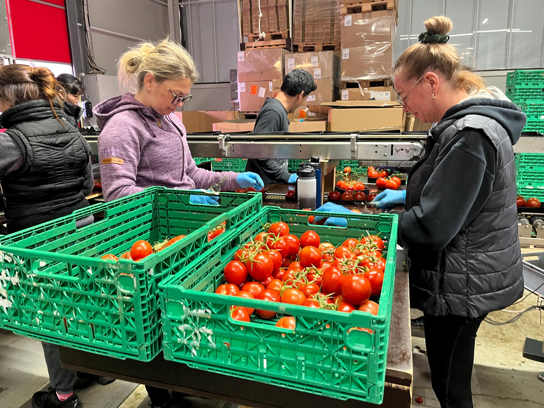 Iwona Lechwar og Evelina Kessler arbeider med pakking av tomatar før dei skal sendast vidare til butikkane.