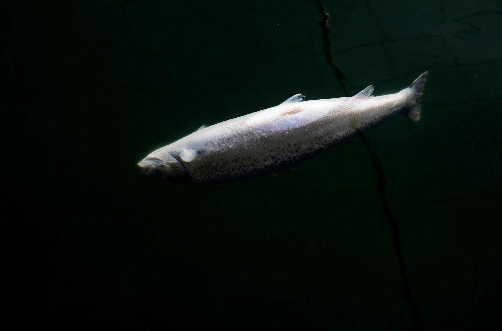 En død fisk flyter i en av merdene til Mortenlaks ved Rinøya i Lødingen i Nordland. Fisken synker først til bunns når den dør, men etter en stund utvikles gasser som gjør at den flyter. 