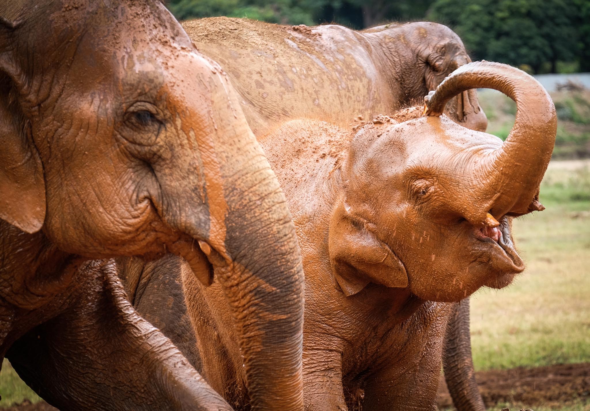 KOS: Det er ingenting elefanter liker mer enn et kjølig gjørmebad. Det er godt for huden, beskyttende for solen og holder insekter på avstand.