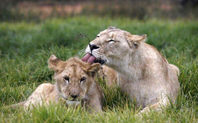 A lioness licks her cub at the Lion Park near Johannesburg, June 10, 2010. REUTERS/Thomas Mukoya Canned hunting er en industri som har pågått i lang tid, ifølge Noah-lederen. Foto: REUTERS/Thomas Mukoya