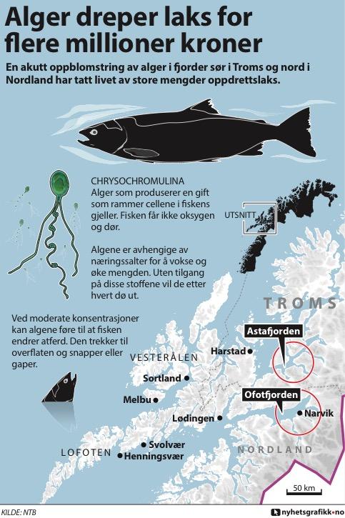 Algen som forårsaker laksedøden, heter Chrysochromulina leadbeateri og er vanlig langs norskekysten.
