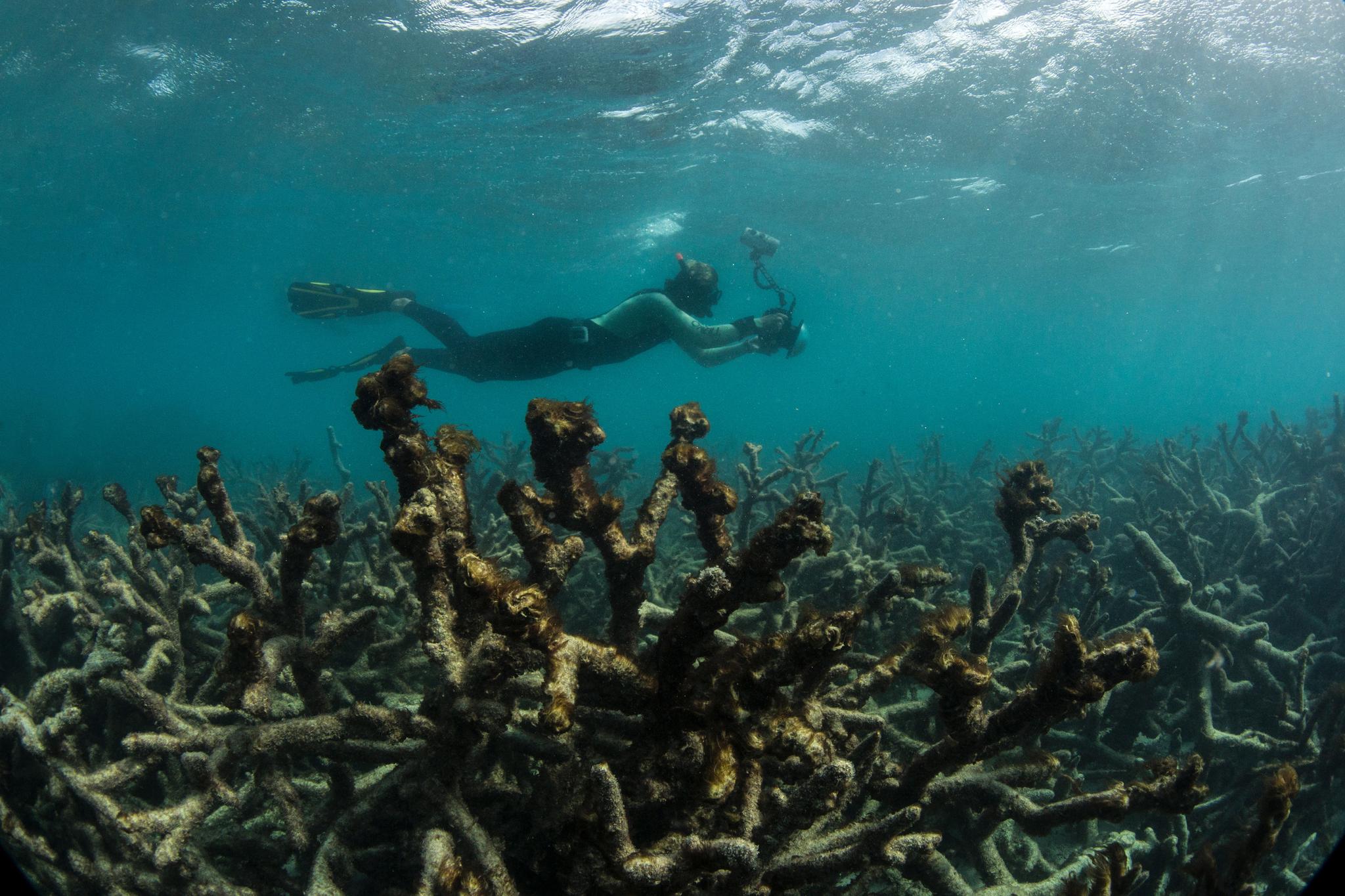 En dykker dokumenterer i 2016 døde koraller ved Lizard Island ved Australias Great Barrier Reef.