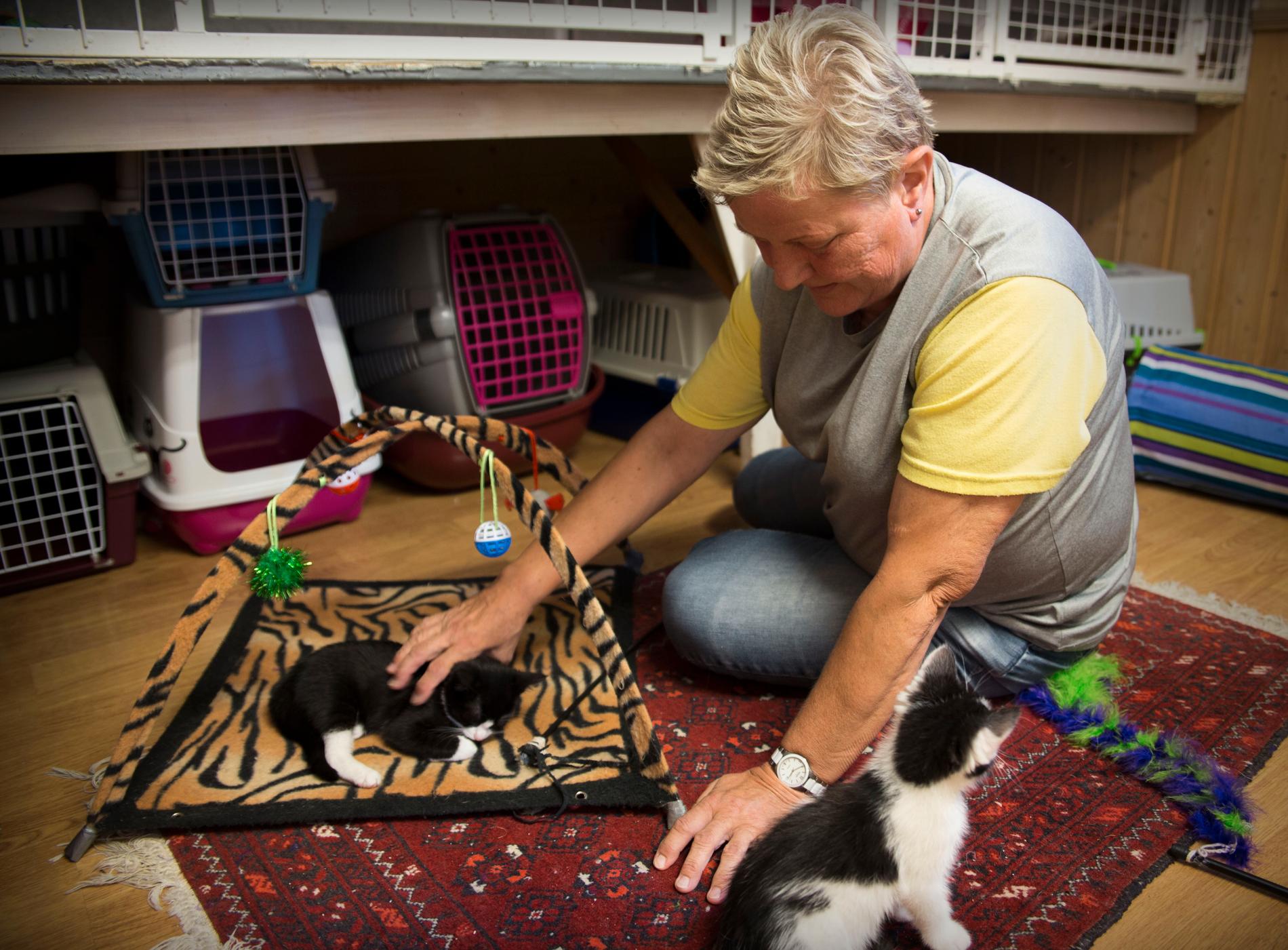 Kjellaug Røyland er frivillig og styremedlem hos Dyrenes Beskytter Kristiansand. Hun er innom minst tre ganger i uka for å hjelpe til med kattene i tillegg til å være forvert. 