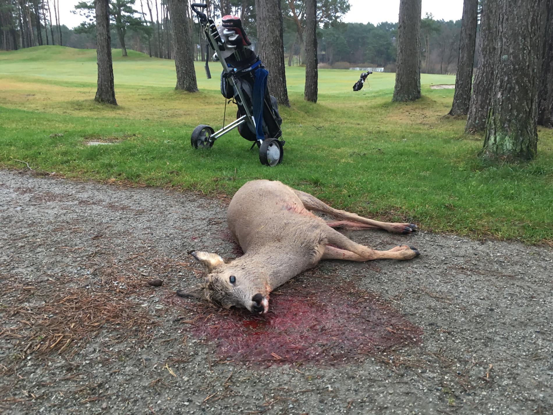 Et rådyr ble funnet skutt og drept like ved golfbanen til Stavanger golfklubb.