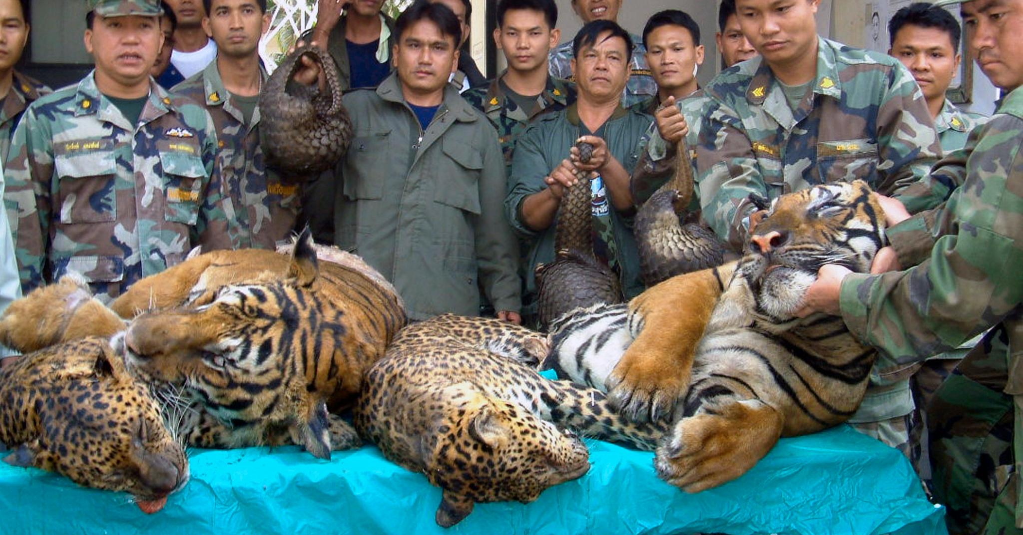 Handelen med levende og ville dyr har eksplodert de siste tiårene. Forskerne er ikke i tvil om at det utsetter menneskeheten for stor fare for nye dødelige pandemier. Dette er bildet er tatt under en politiaksjon mot ulovlig handel i Thailand i 2008.