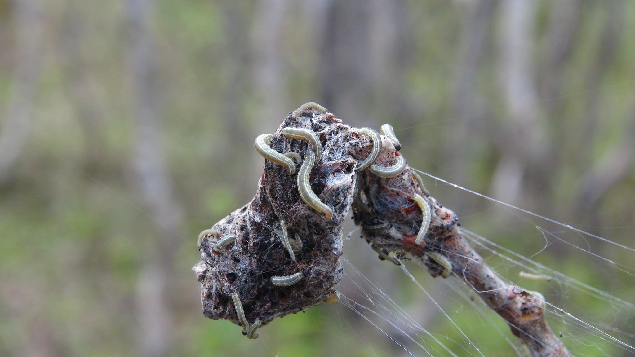 I et varmere klima har spredningen av en sommerfuglart i Finnmark gitt omfattende skogdød og gjennomgripende økosystemendringer.