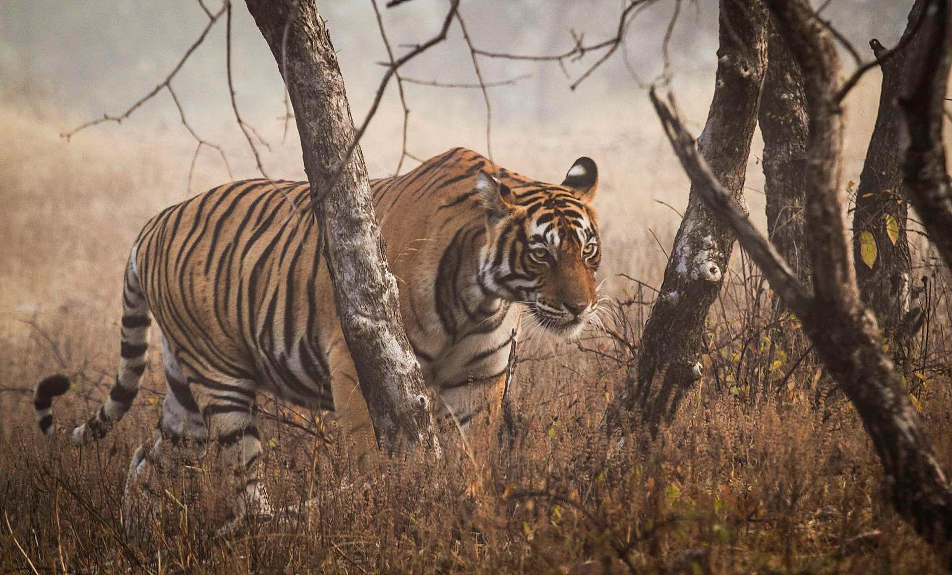 Vill tiger i Ranthambhore i India. Kanskje finnes så mange som 2490 tigere i landet. 1686 er fotografert av viltkameraer i verdens mest omfattende kartlegging.