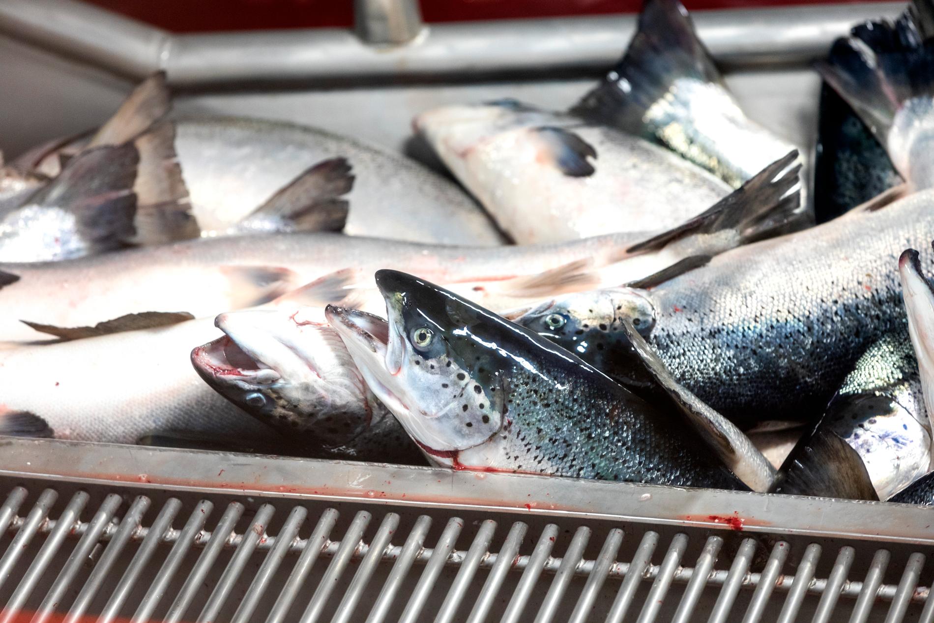 L’industria del salmone non ha mai guadagnato di più dalle esportazioni