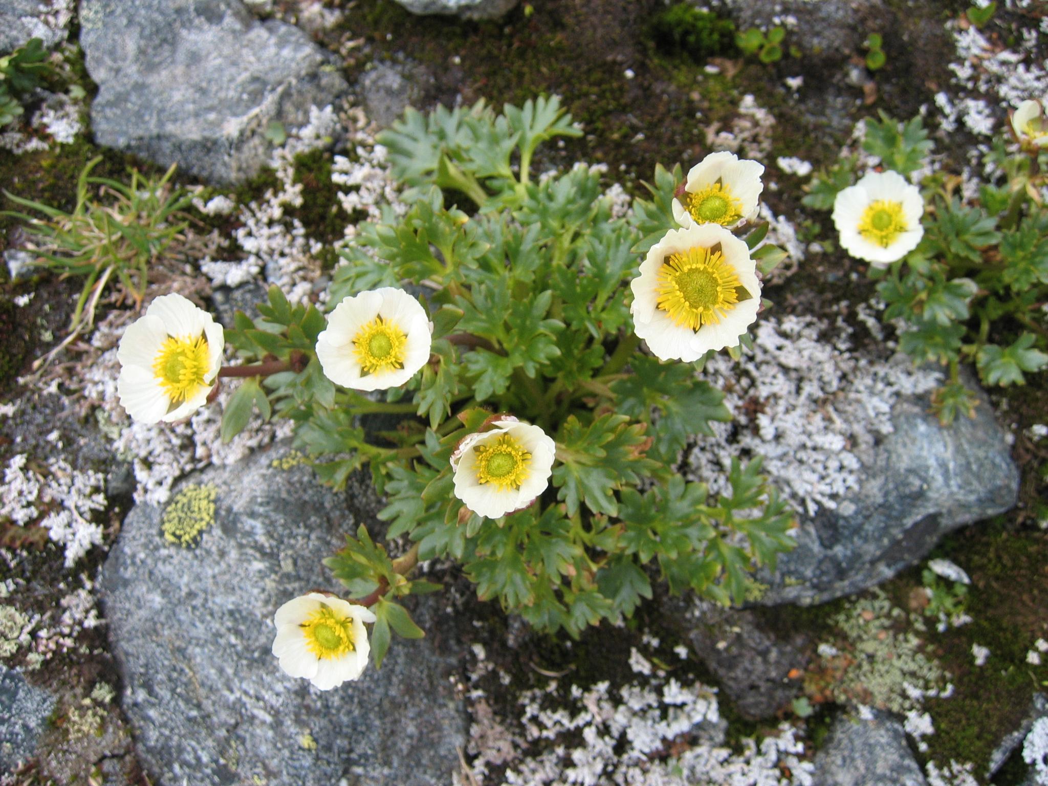 Issoleie, Ranunculus glacialis, er tilpasset åpne fjellandskap som krymper på grunn av gjengroing og klimaendringer. 