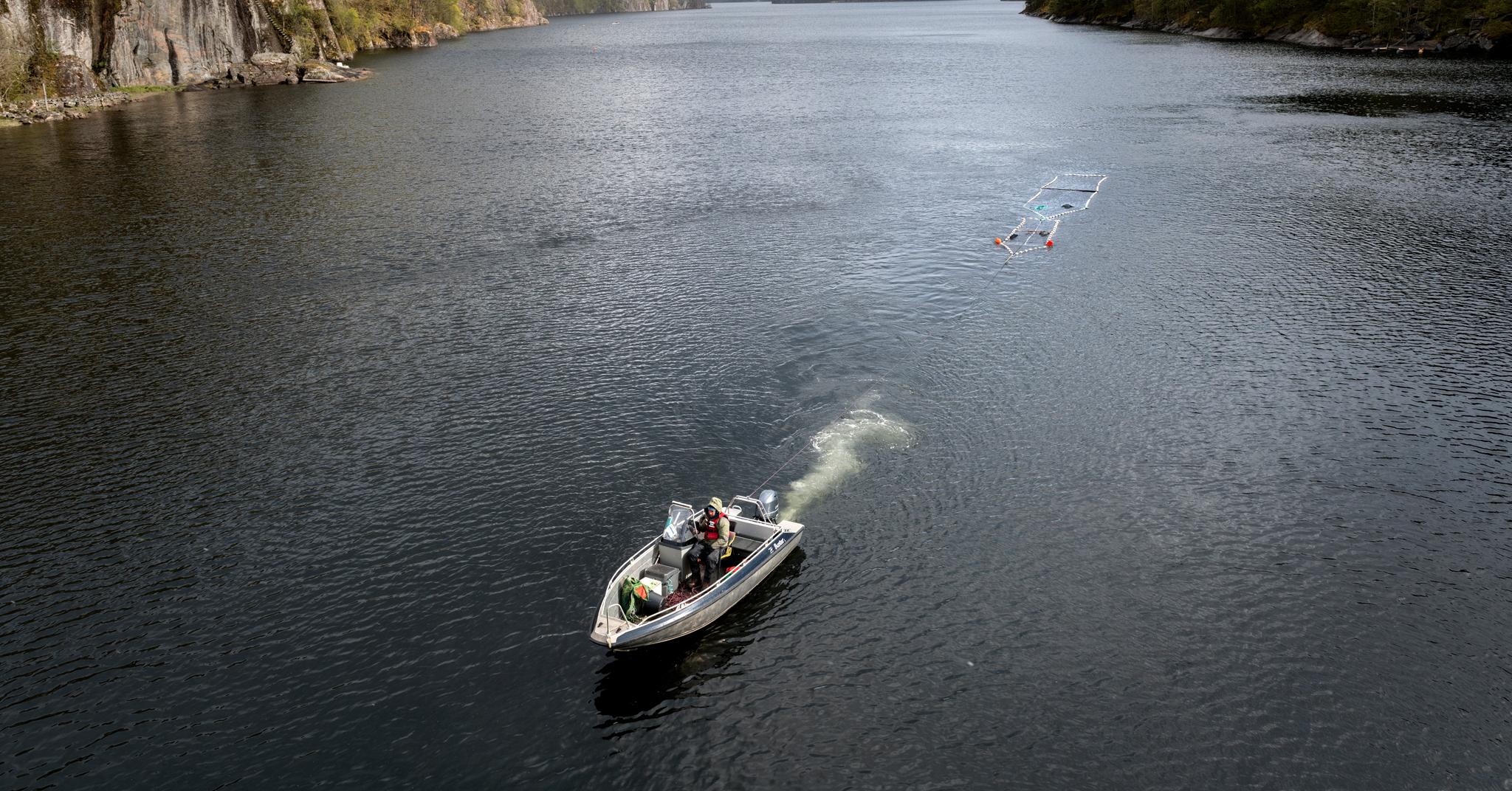 Et slep på 3000 lakseyngel er på vei ut fra Bolstadfjorden og gjennom fjordsystemet med flere oppdrettsanlegg, før fisken slippes nærmere beiteområdene i havet. 
