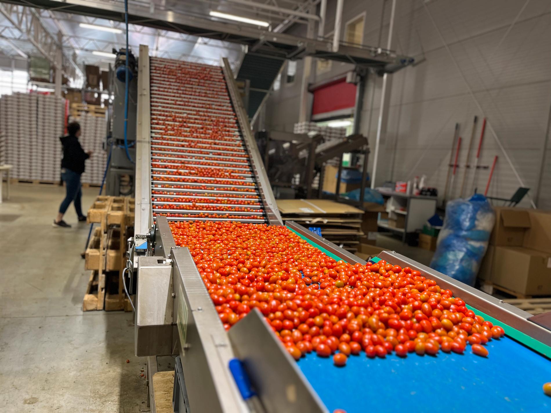 Ferdig kvalitetssikra tomatar på veg inn i pakkemaskina. Edle Skavland (i bakgrunnen) held nøye auge med alle prosessane som går føre seg i pakkeriet. 