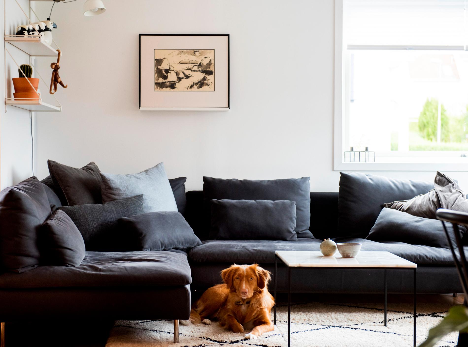 HJØRNE: Hunden Juni foran sofaen fra Ikea.