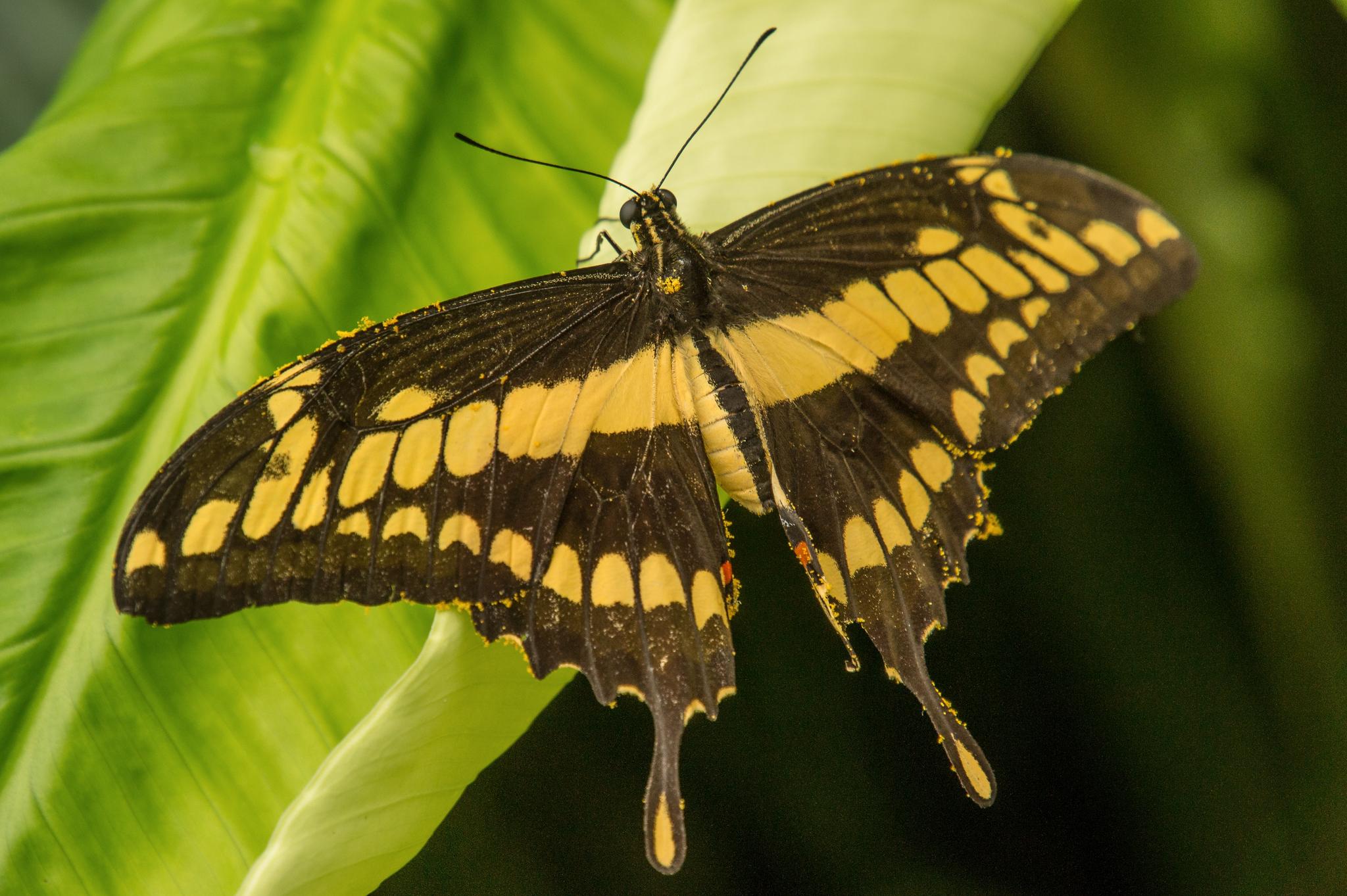 Antall sommerfugler har falt dramatisk i Puerto Ricos regnskoger de siste tiårene.