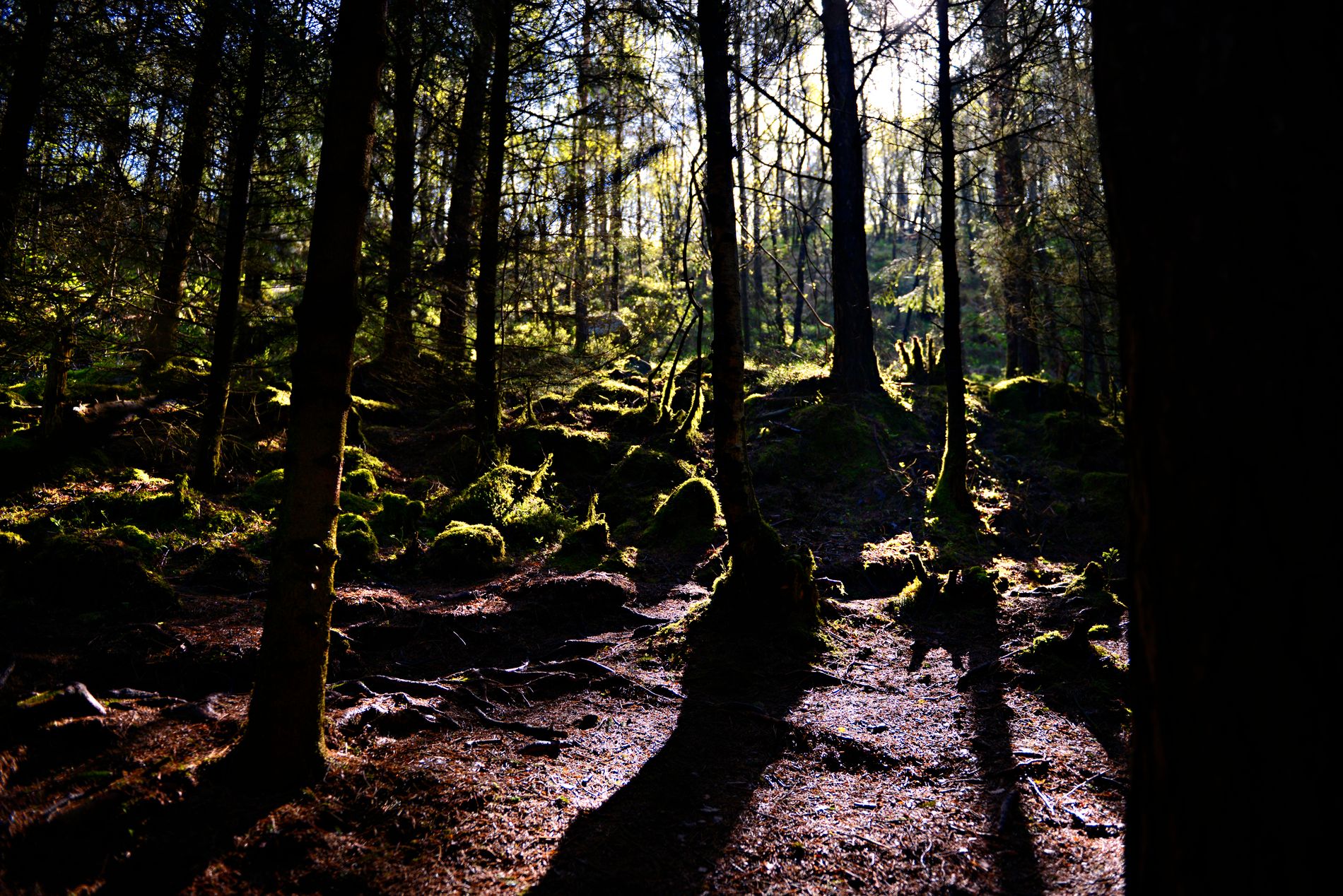 Turen går gjennom fin skog. 