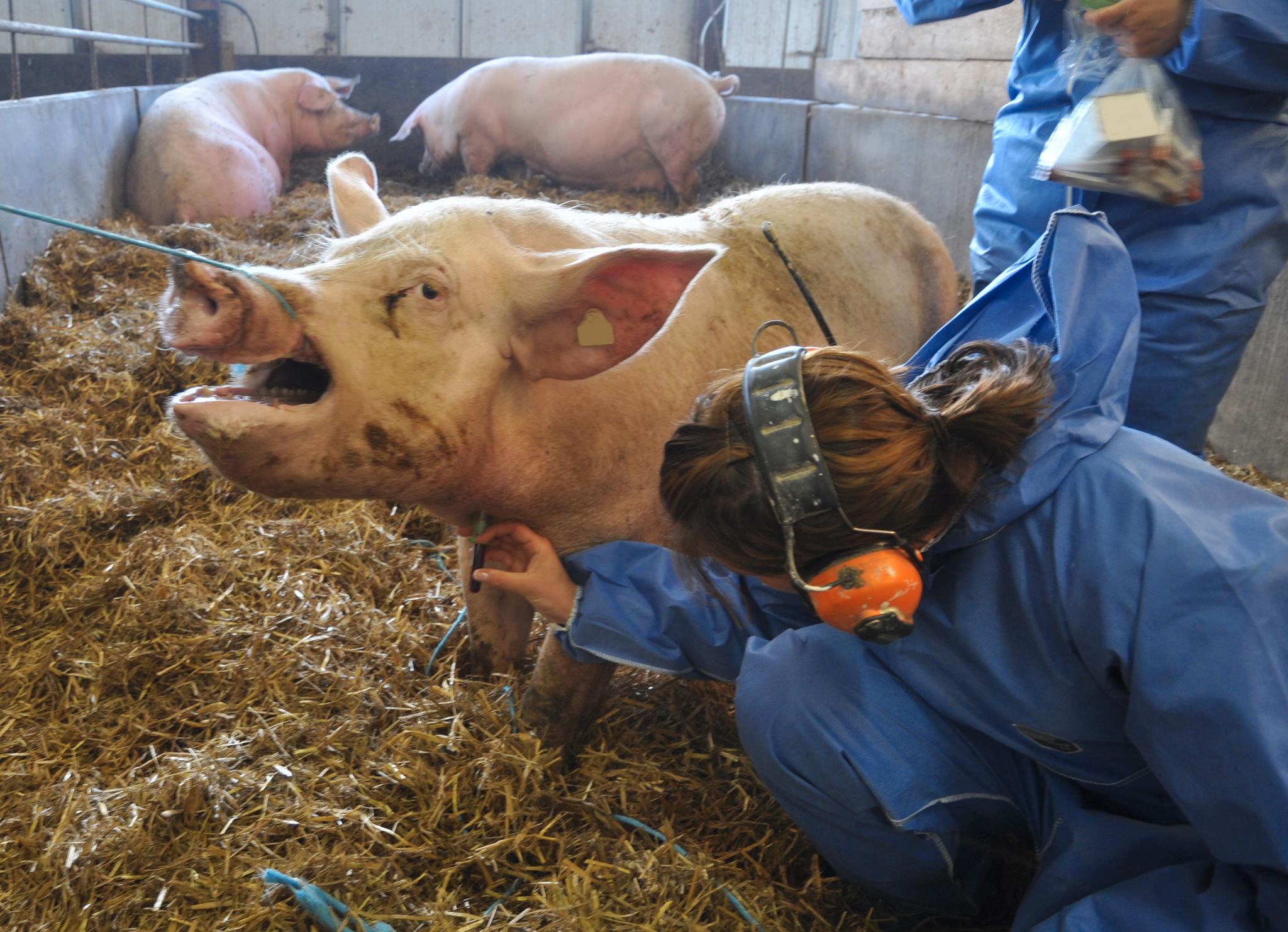 Mattilsynets inspektører har i år sjekket flere grisefjøs etter å ha fått tips fra slakterier som har mottatt dyr i dårlig forfatning. 