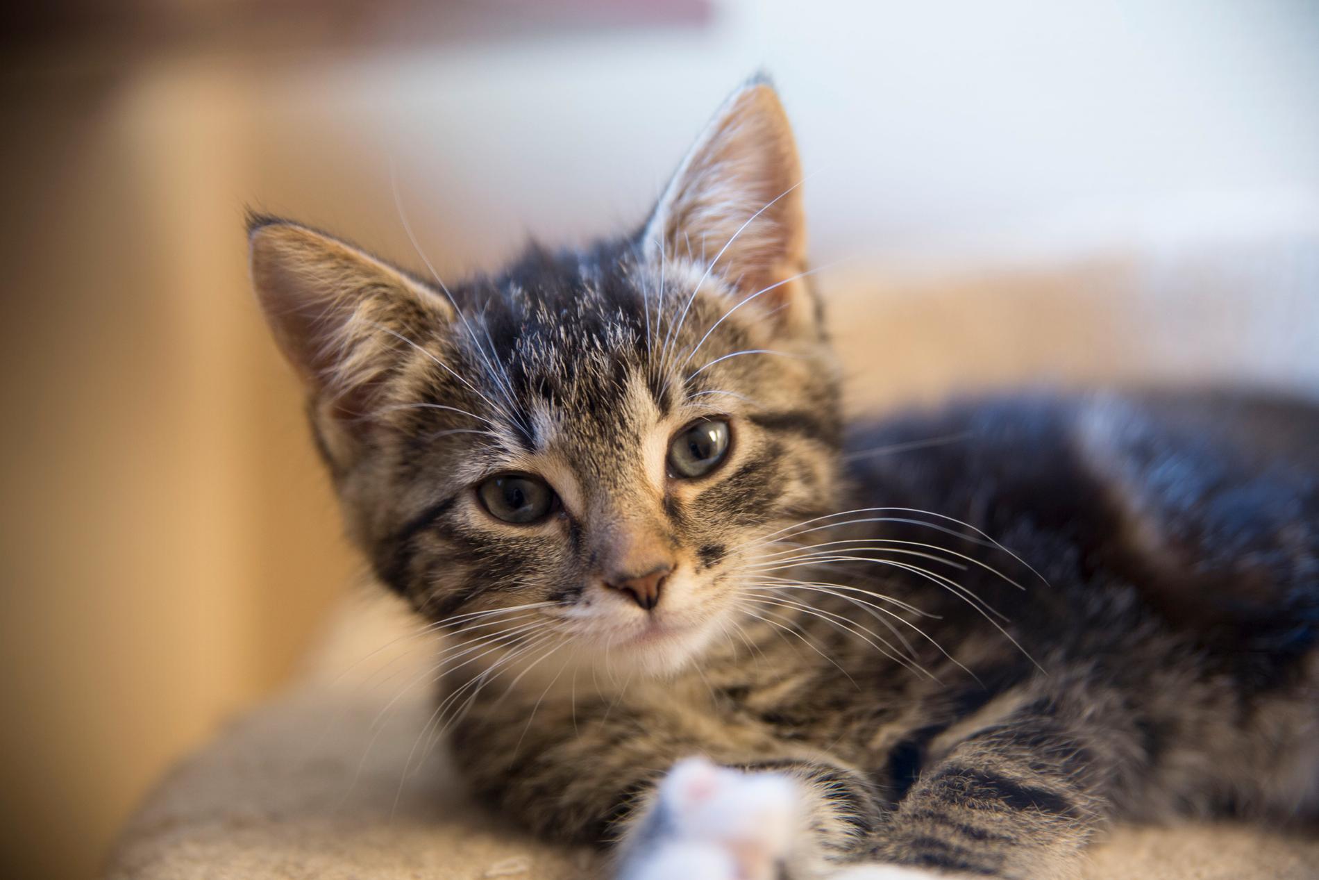 Denne katten ble funnet i en hekk på Søm sammen med to søsken. 