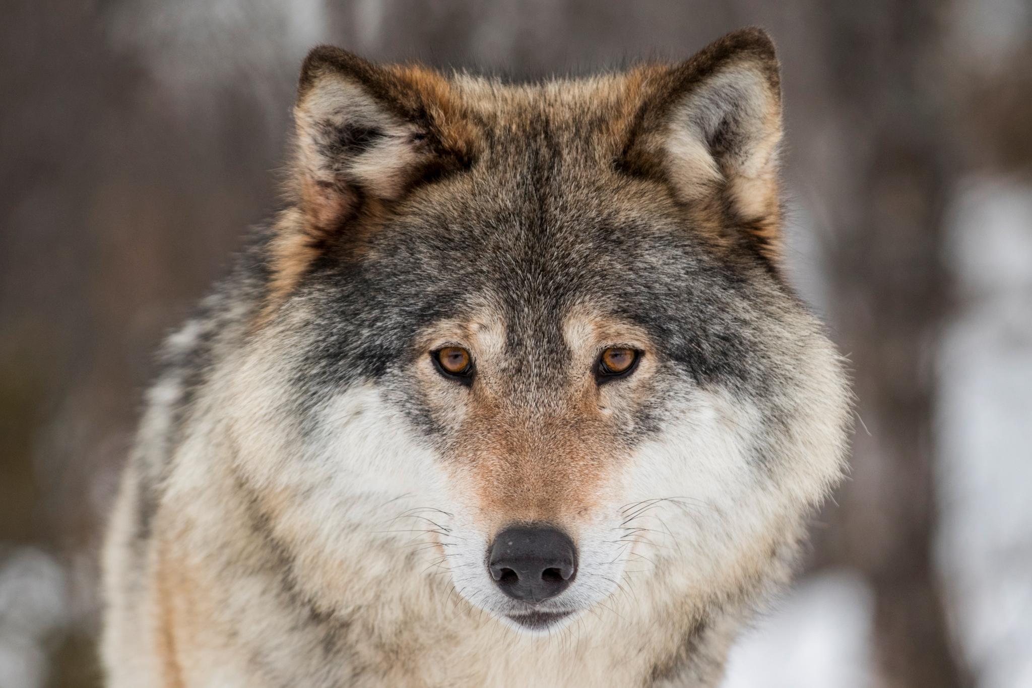 Den foreløpig siste av totalt 16 ulver i de to revirene Osdalsflokken og Julussaflokken ble skutt fredag morgen. Jaktlaget mener imidlertid at det kan være flere dyr igjen i de to flokkene og nå må myndighetene vurdere å utvide jakten. Illustrasjonsfoto: Heiko Junge / NTB scanpix