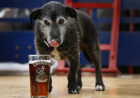 BRYGGERIHUND: Dette er Barny. Han er hushund hos Harverys bryggeri i London. Men de største ølhundene, de finner du i Tsjekkia!