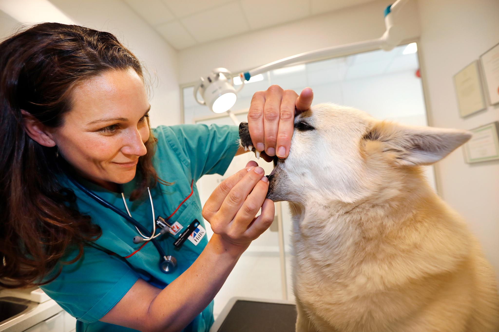 Veterinær Marte Holtlund sjekker Balder før avreise. Dyreeiere kan ikke lengre svippe over grensen på dagstur til Sverige og ta med hunden i baksetet etter en gangs behandling mot bendelorm hos norsk veterinær. 