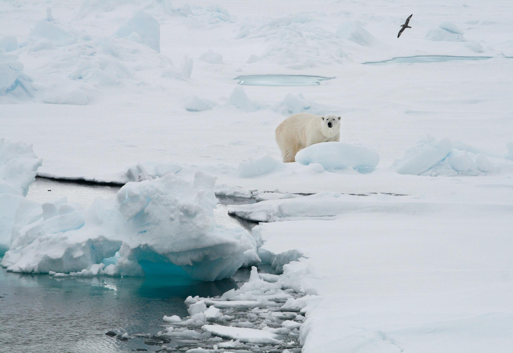 Dersom temperaturene på Arktis stiger så mye som forskerne frykter, kan det true fremtiden til isbjørnen. Ifølge WWF kan bestanden av isbjørner falle med 30 prosent innen midten av dette århundret. 