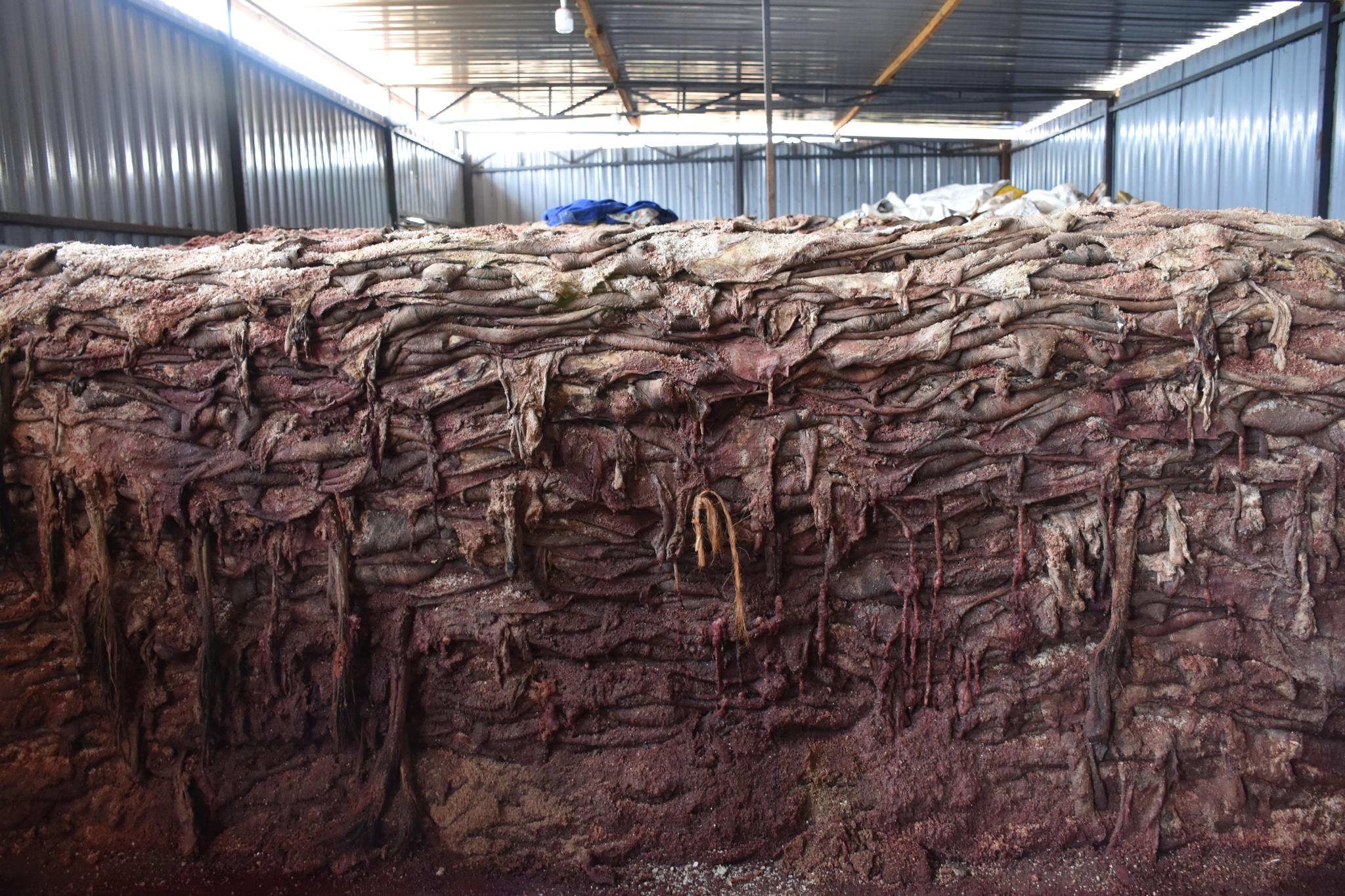 Eselskinnene ligger i store hauger på dette slakteriet i Kenya. 