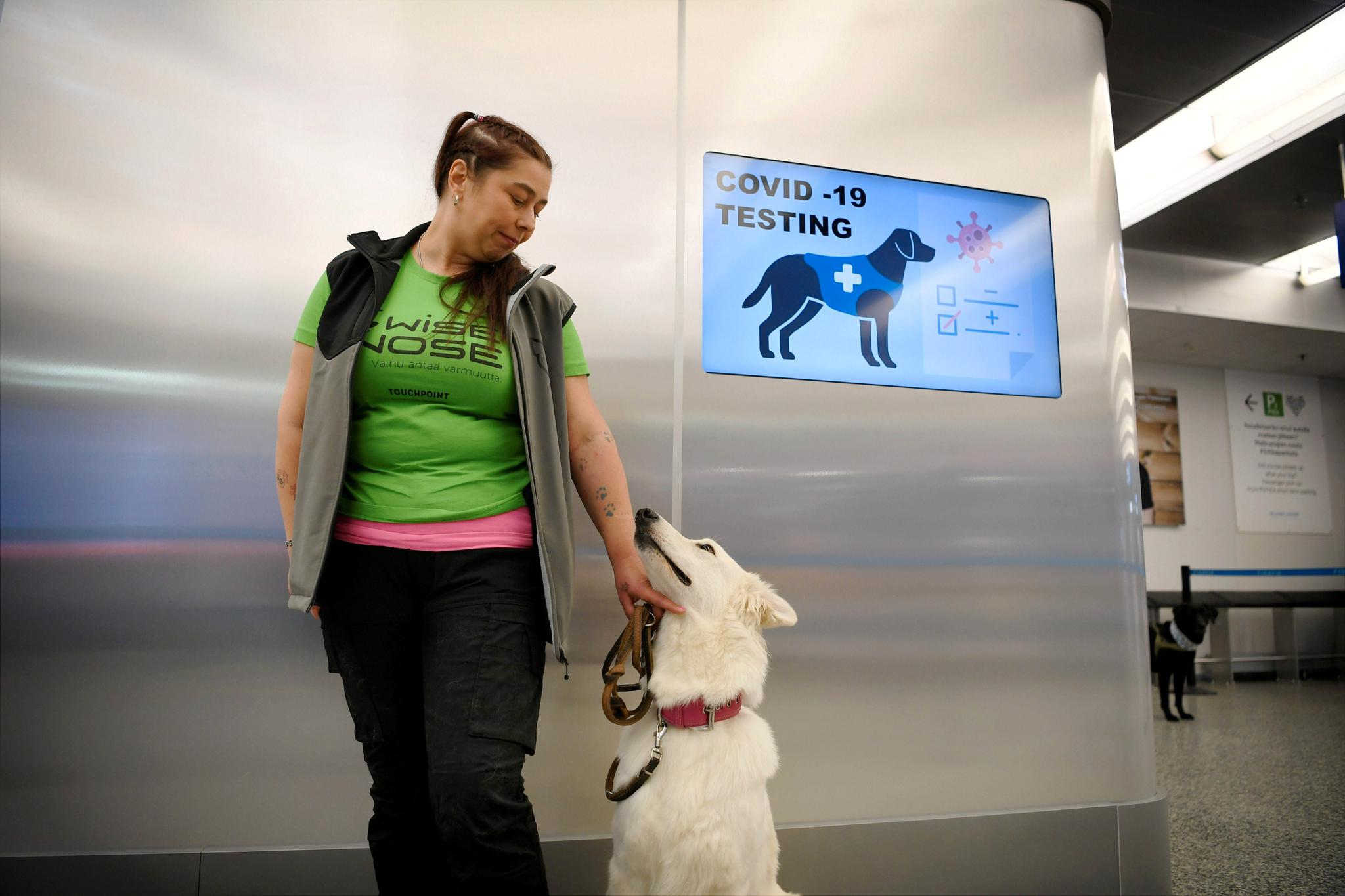 Hunder har langt bedre luktesans enn mennesker. Nå trenes hunder opp til å lukte seg frem til prøver tatt fra mennesker med covid-19. Her er trener Anette Kare med hunden E.T. på flyplassen i Helsingfors.