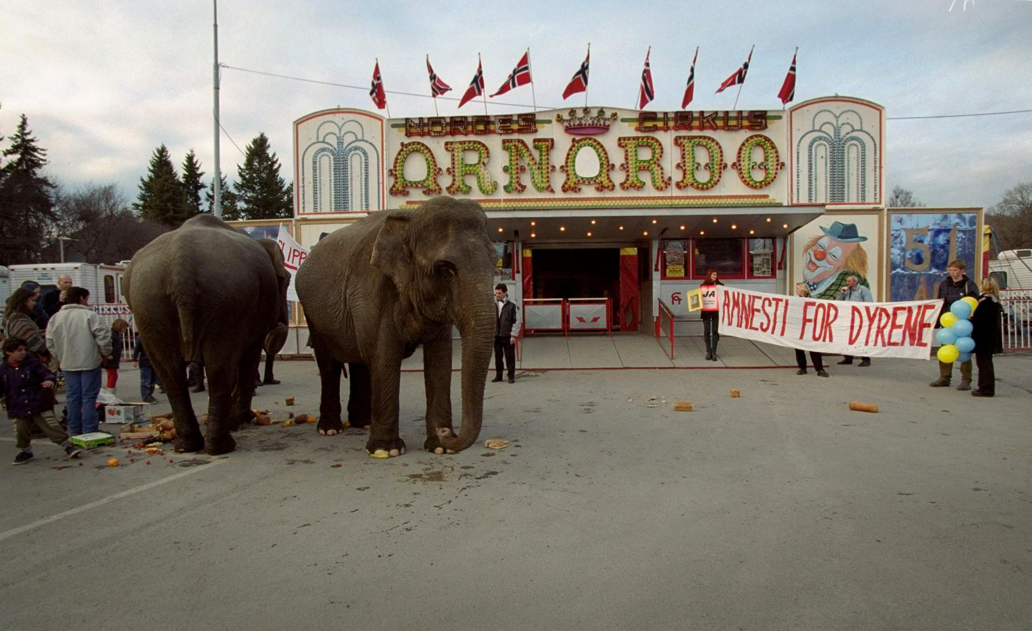 2000. Elefanter på luftetur før sirkuspremiere i Oslo. Arnardos siste elefanter ble pensjonert i 2014. Da hadde de eldste vært der siden 1971.