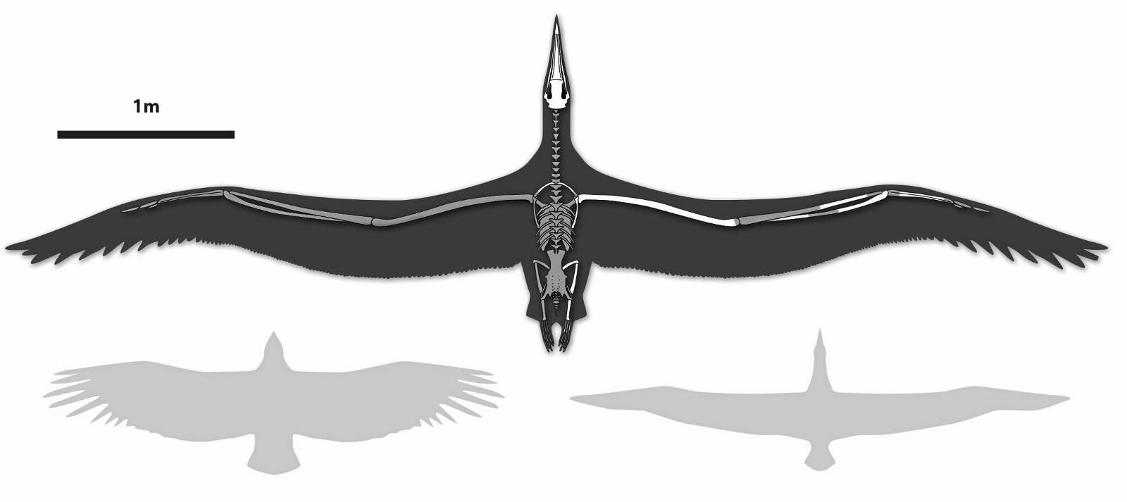 Pelagornis sandersi hadde et vingespenn på over 7 meter, dobbelt så stor som nåtidens kondor og albatross.