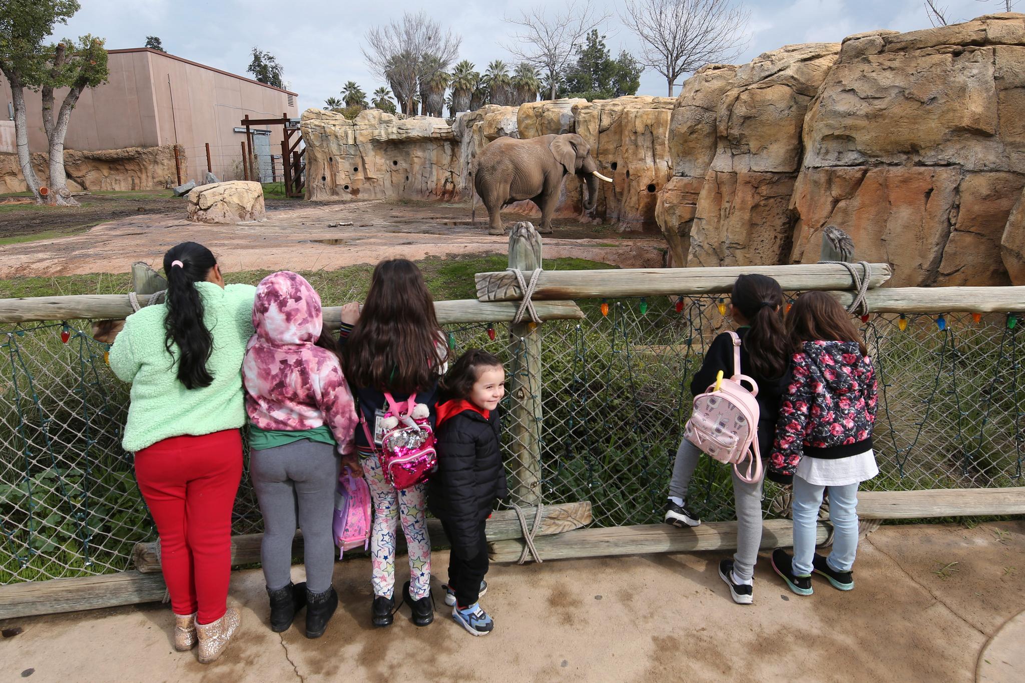 Tilskuere fryder seg over å se elefanter i levende live, som her i Fresno Chaffee dyrepark i California. Det kan føre til økt interesse for å ta vare på dyrene også i det fri, mener tilhengere av dyreparker. Men kritikere mener elefanter ikke har noe i fangenskap å gjøre. 