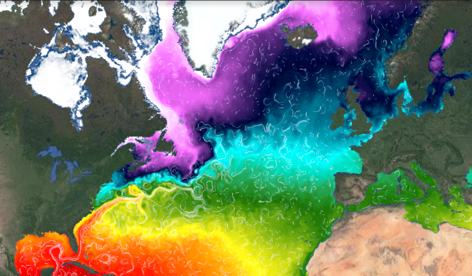 Overflatetemperaturer i Nord-Atlanterhavet. Varmt vann fra Mexicogolfen fraktes nordover med Golfstrømmen og avkjøles på veien mot Norskehavet. Fargeskala fra mørk rød (varm) til lys lilla (kaldt). 