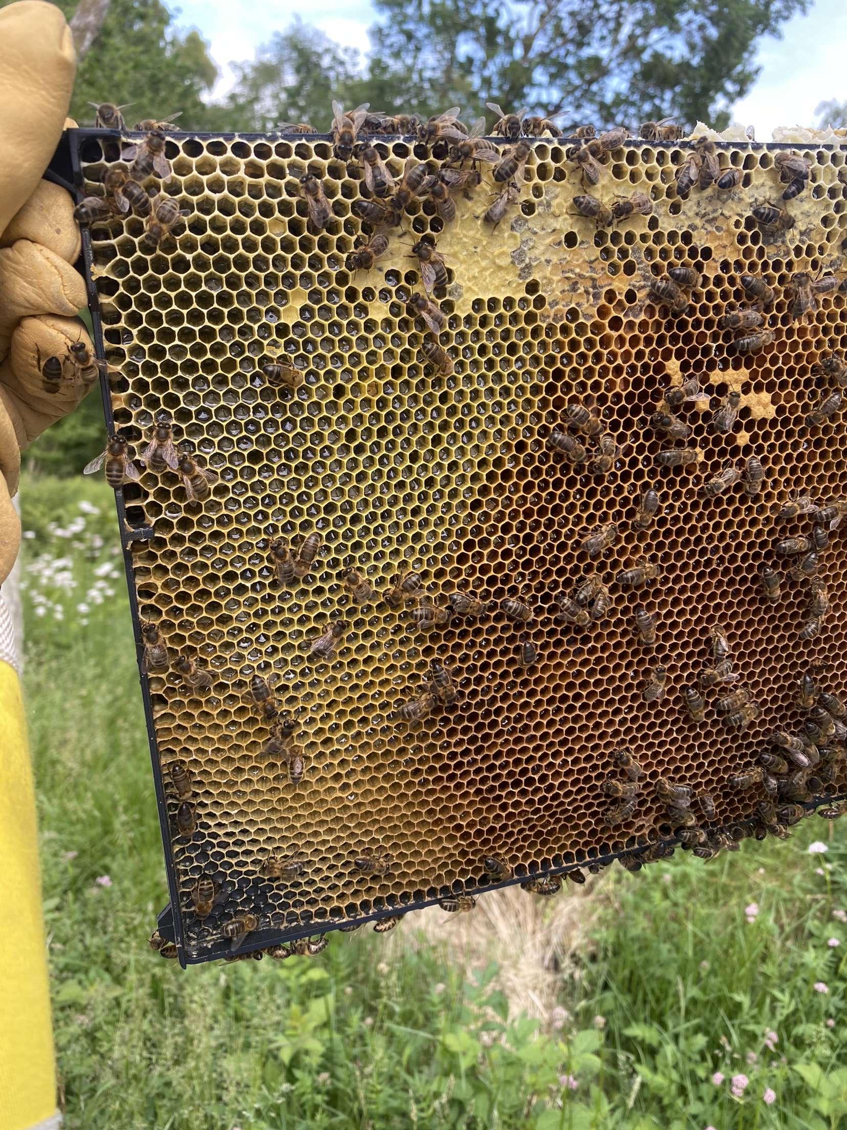 Tavle som biene er i ferd med å fylle opp med honning.
