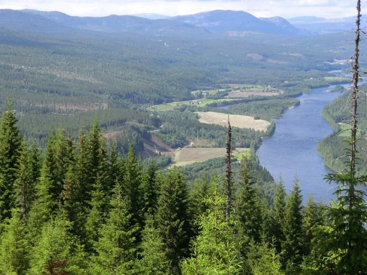 26 prosent av Innlandet fylke er dekket av produktiv skog. 