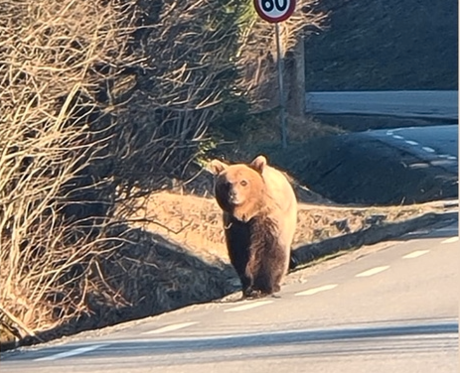 Klokken seks søndag morgen ble denne bjørnen fotografert på en vei i Gjerdrum kommune.