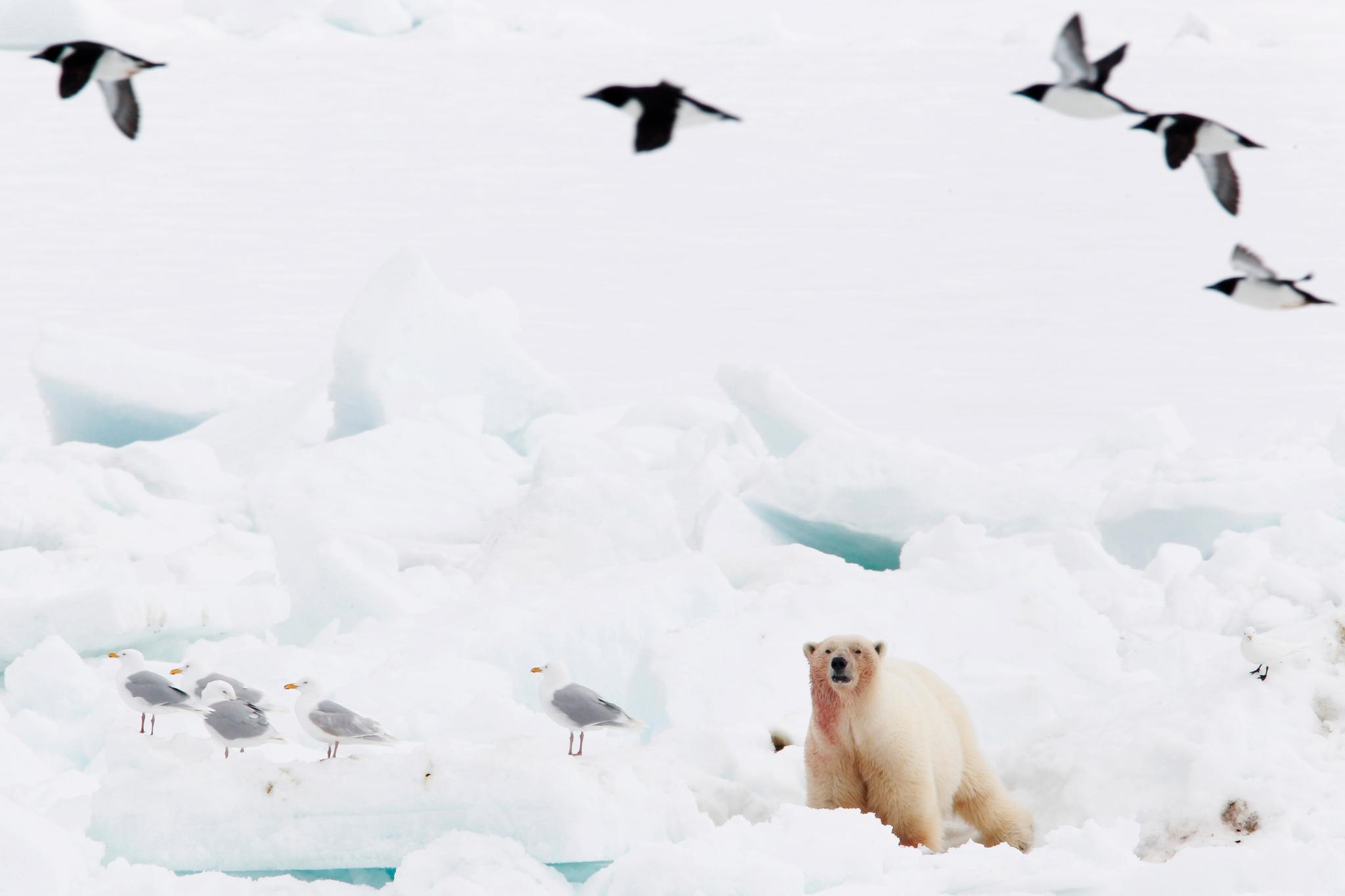  Isbjørnen fråtser i egg på Svalbard. 30–40 egg per bjørn er ingen uvanlig dagsrasjonen.