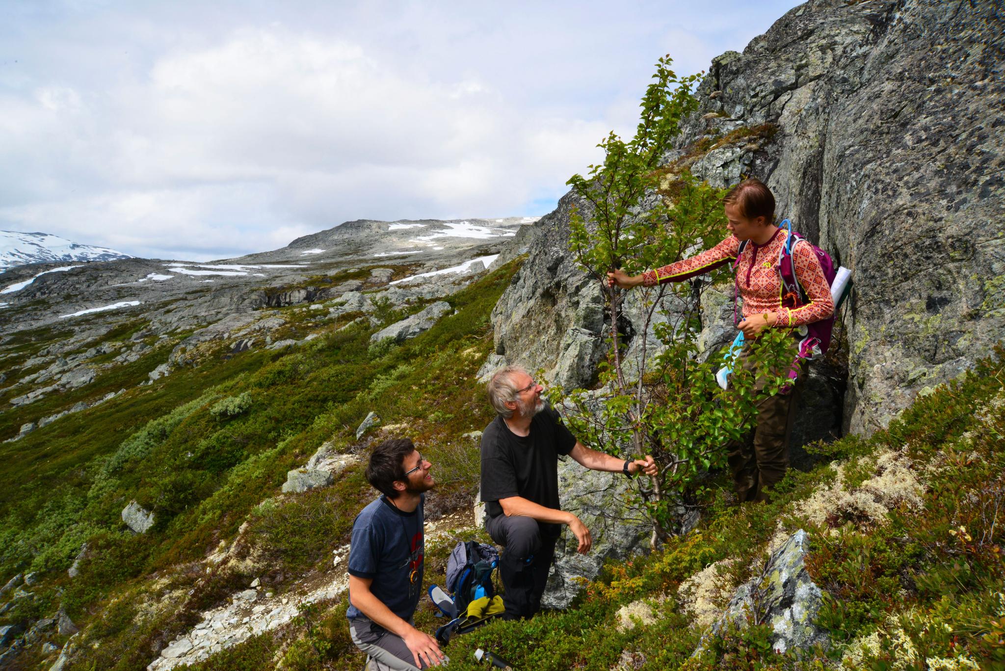  Peter Horvath, Rune Halvorsen og Inger K. Volden ved NHM på kartleggingstur i Lærdal, 2017. Forskerne har registrert at skogen kryper oppover, men har lite informasjon om hvor raskt dette skjer. 