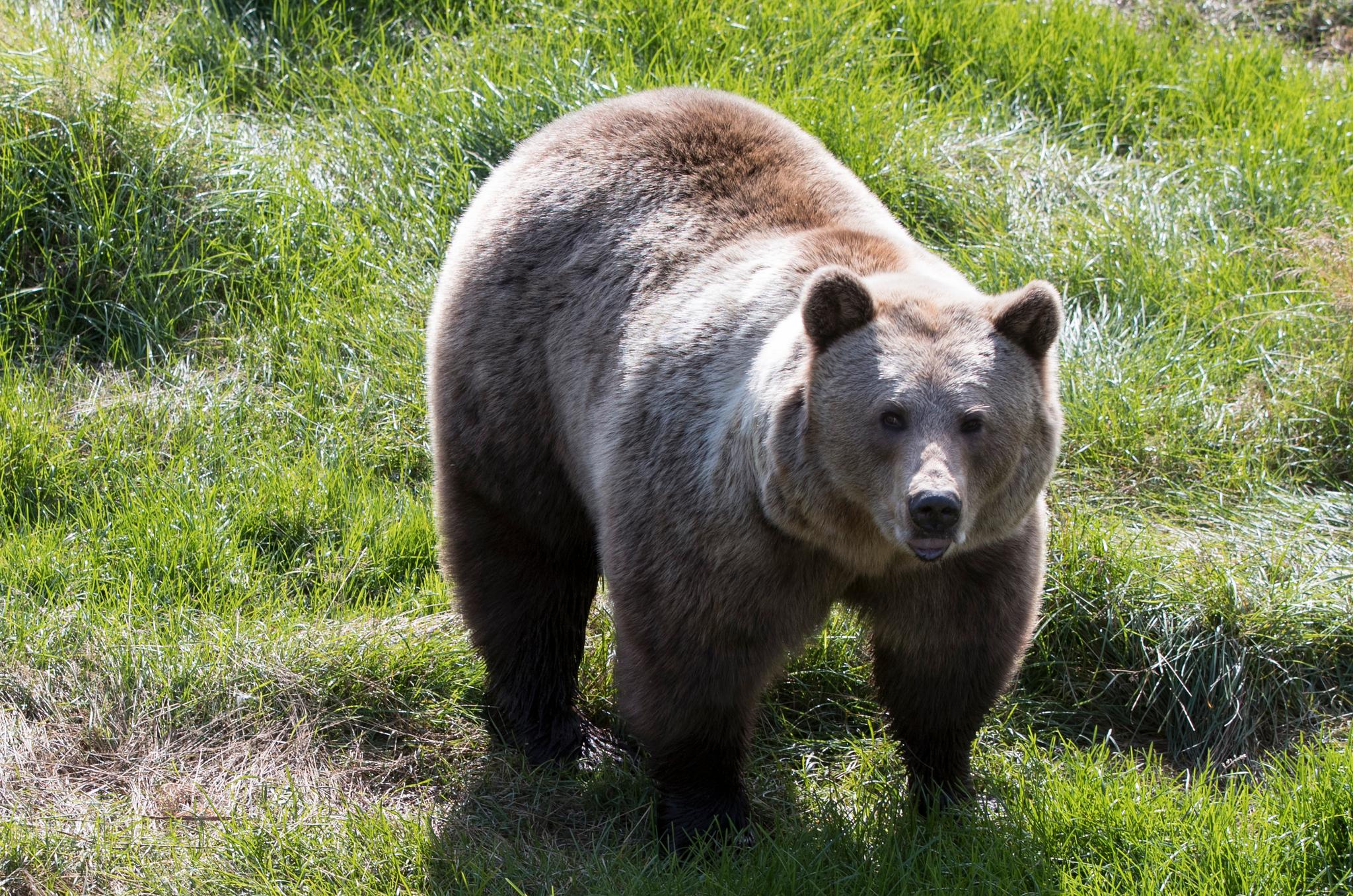 L’orso è stato condannato a morte.  L’eutanasia è stata rinviata a causa di nuovi risultati sul DNA.