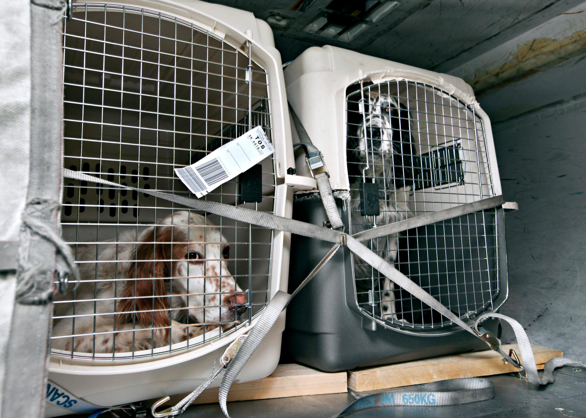 Slik reiser med kjæledyr på fly