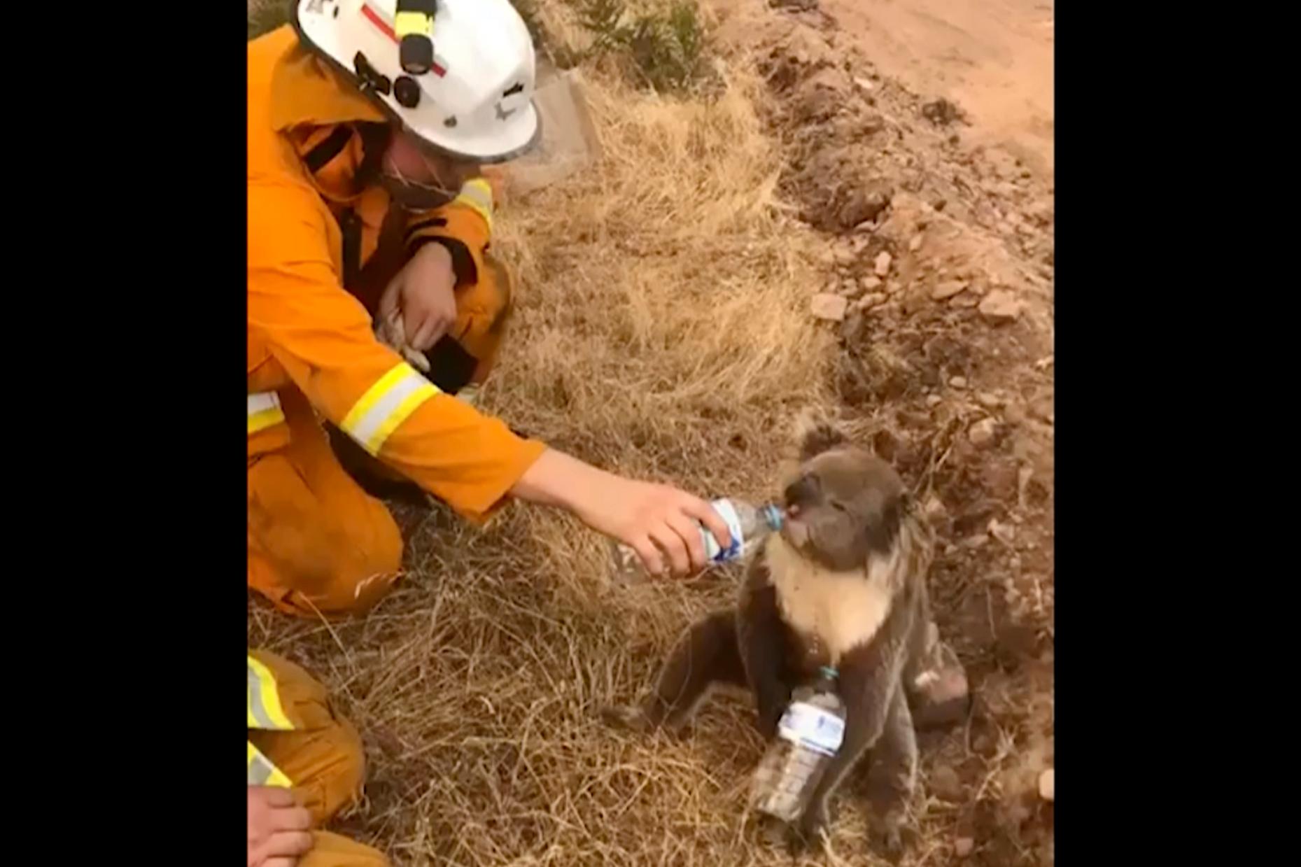 En brannmann gir en koala vann nær Cudlee Creek i South Australia. Om lag 200 branner herjer i fire delstater i Australia. Halvparten av dem er i New South Wales. 