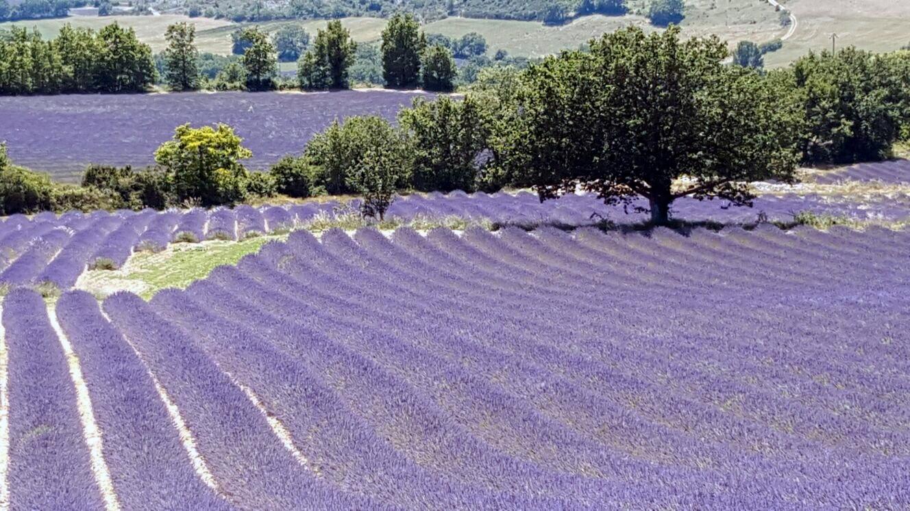 ET SYN: Sykkelturer rundt i Provence er veldig populært når lavendelen blomster på sommeren. 