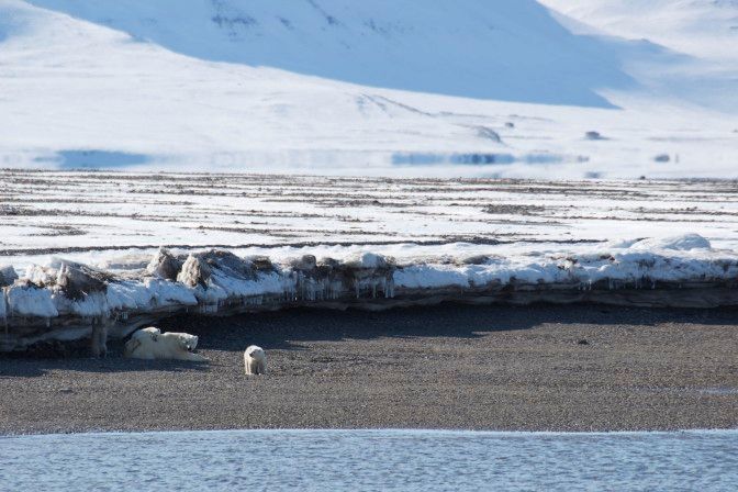 Det tok hele ni måneder før Jakob så isbjørn på Svalbard. Etter det har han sett bjørnen jevnlig når han er på tur. Det tok hele ni måneder før Jakob så isbjørn på Svalbard. Etter det har han sett bjørnen jevnlig når han er på tur. Foto: Privat.