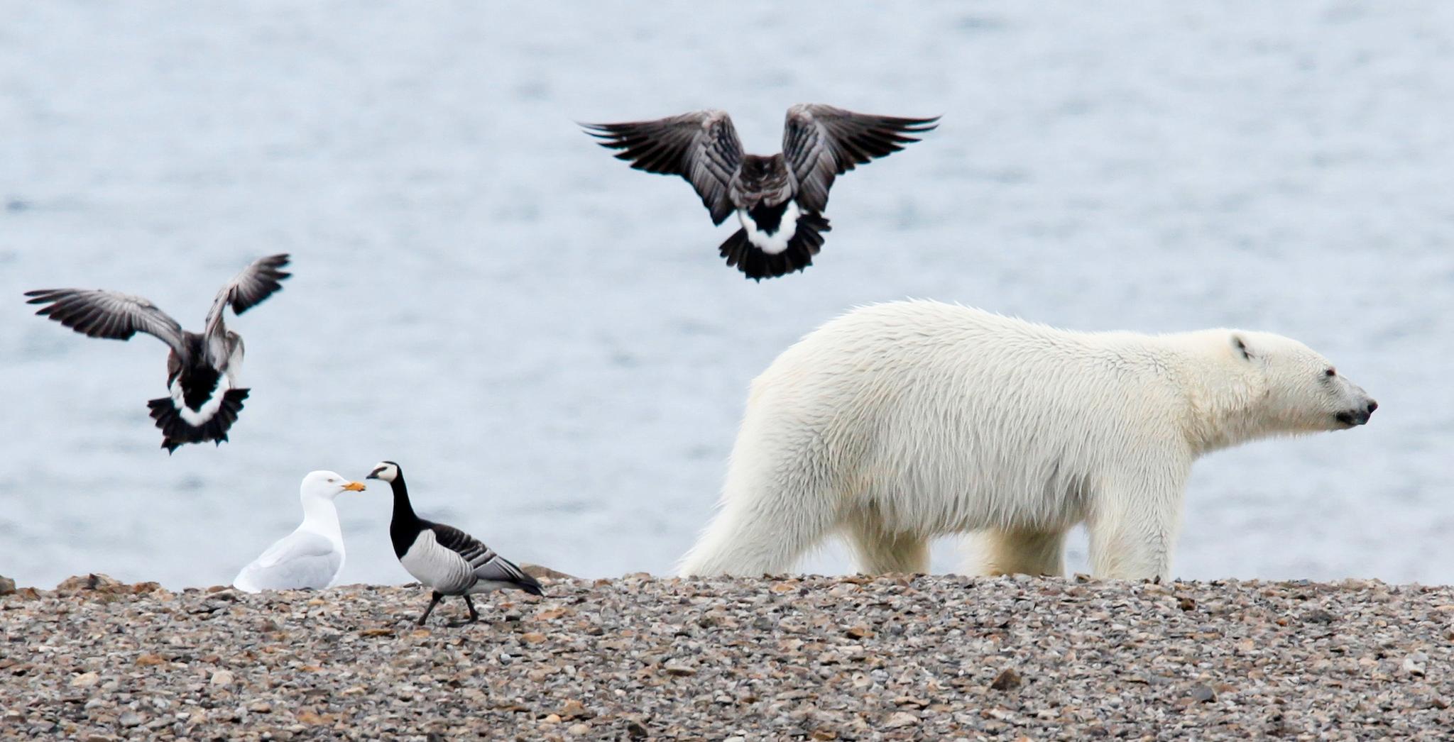 Fjordene på Svalbard har vært isfritt i flere år allerede. Mange isbjørn sliter når sjøen også nord for øygruppen oftere er uten is om sommeren. Omtrent 300 bjørn holder seg på Svalbard hele året, og har fått nye matvaner. Fugleegg i stedet for sel.