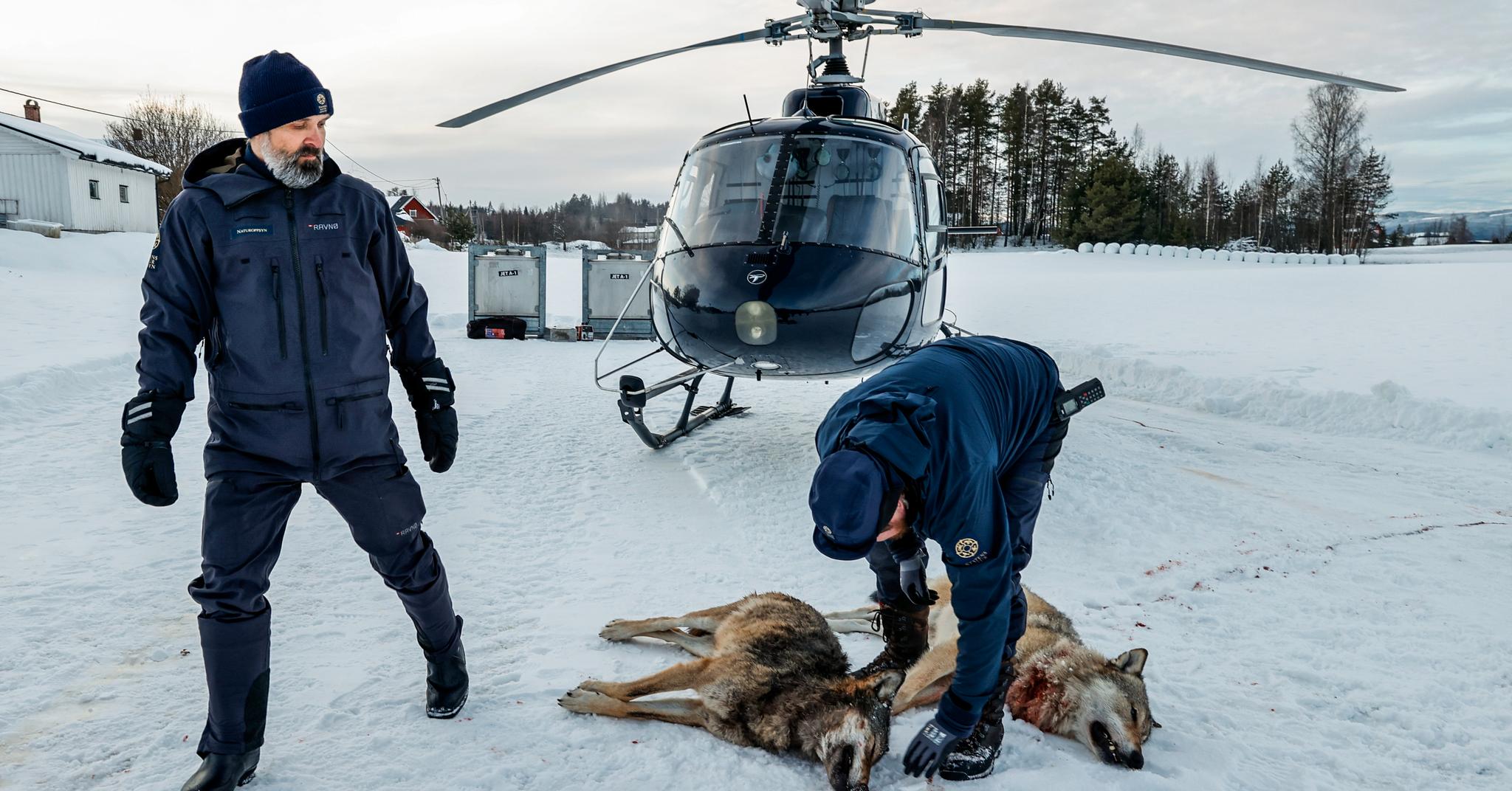To ulv ble skutt i reviret Bograngen vi Åsnes kommune torsdag. Statens naturoppsyn utfører et oppdrag for regjeringen.