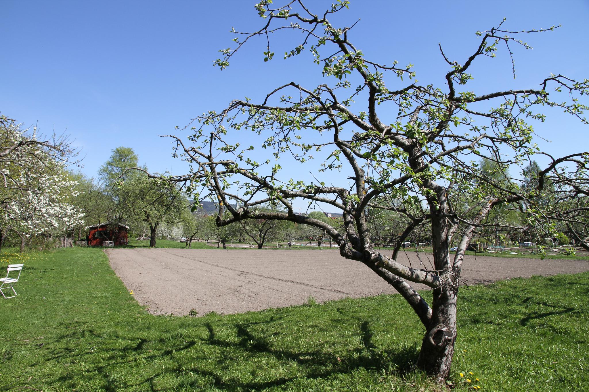 Det er sjokkerende at Geitmyra matkultursenter for barn skal få lov til å hugge ned gamle epletrær og bygge et undervisningsbygg der det i dag er matjord i den kommunale skolehagen på Geitmyra, skriver debattanten.