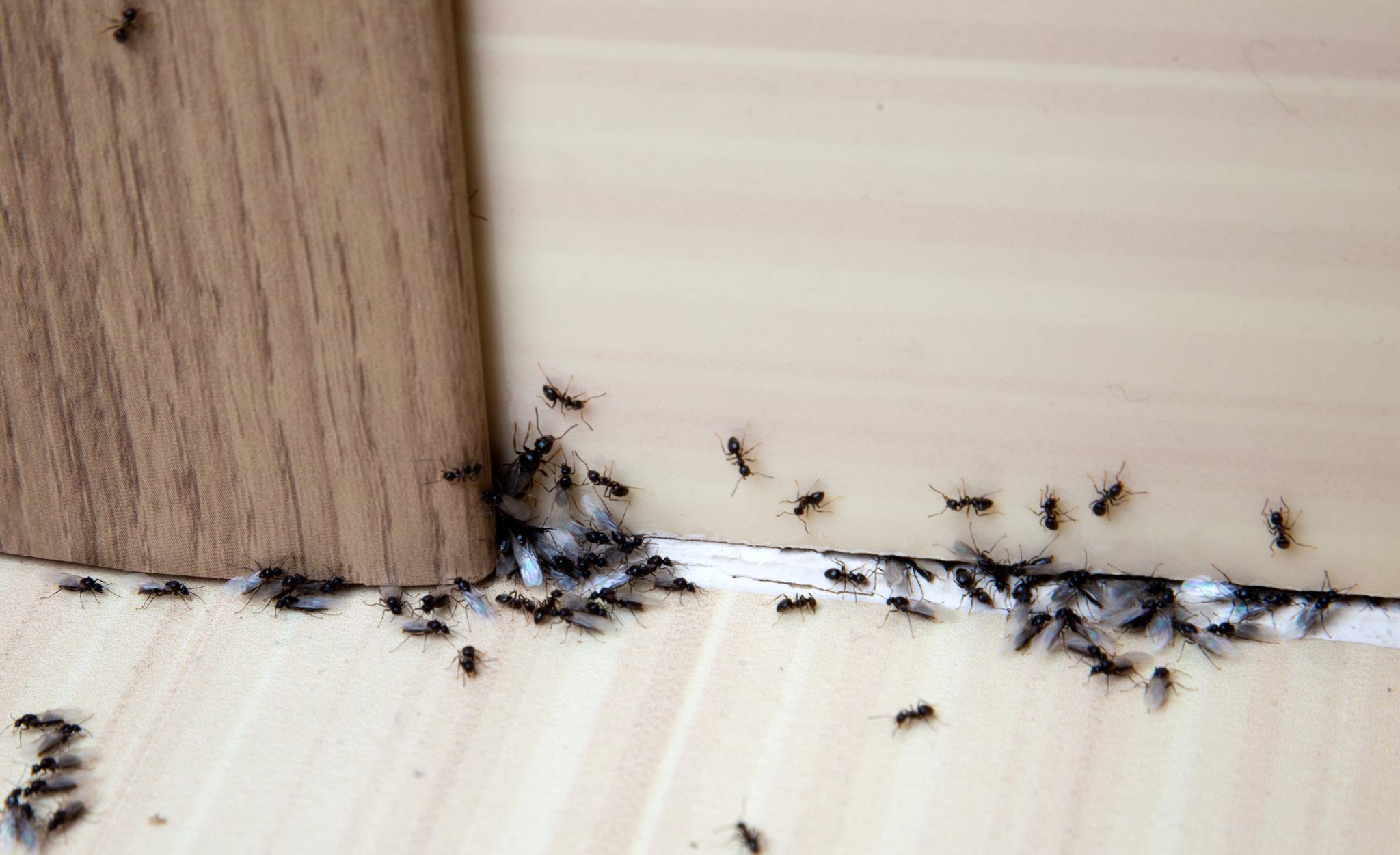 MAUR INNE: Maur kommer seg inn via sprekker og åpninger. De kan potensielt gjøre stor skade. 
